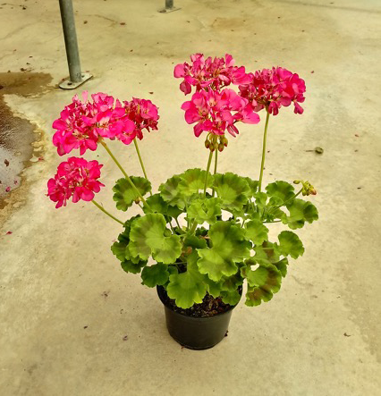 Gitanillas en flor