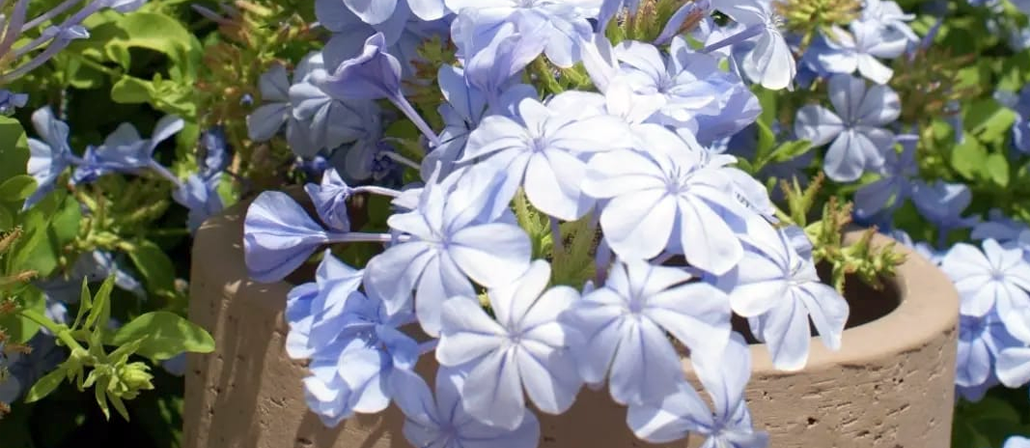 Plantas del vivero - Imagen 2
