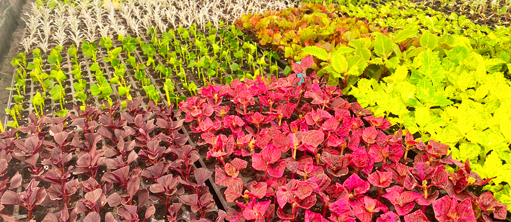 Plantas del vivero - Imagen 3